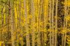 Colorado-Gunnison National Forest Aspen forest in autumn Art Print
